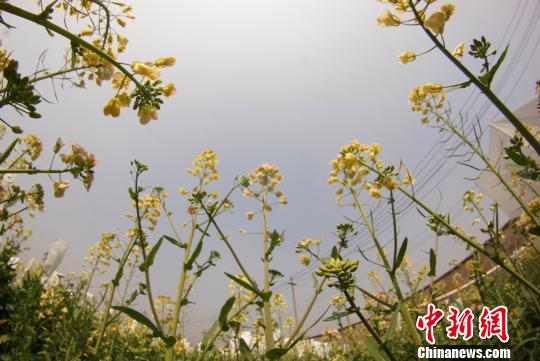 华体会平台教授付东辉培育出的彩色油菜花。　王昊阳 摄
